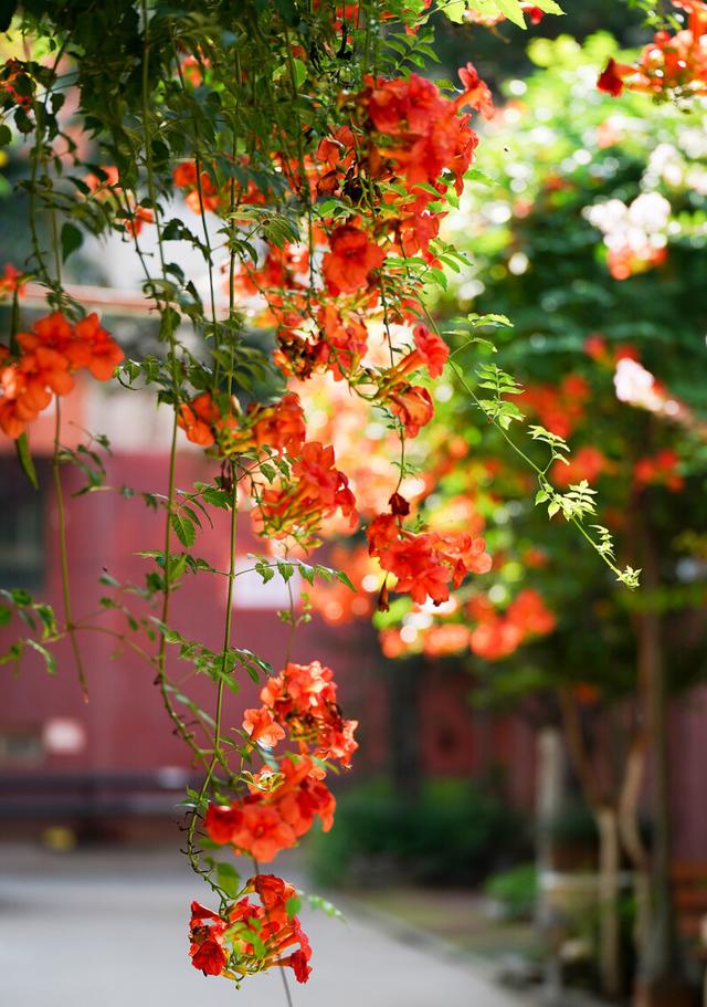 打造有格调的庭院花园，老花匠常养6种花，开花性好，高级感满满