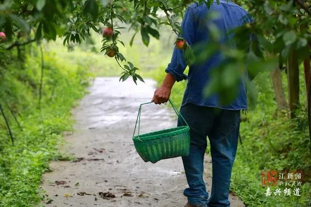 离开高校当农民 他卖房研究“熊猫”槜李30年