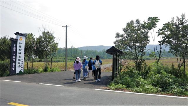 和县善厚：白芨治好了早林人的“贫困病”