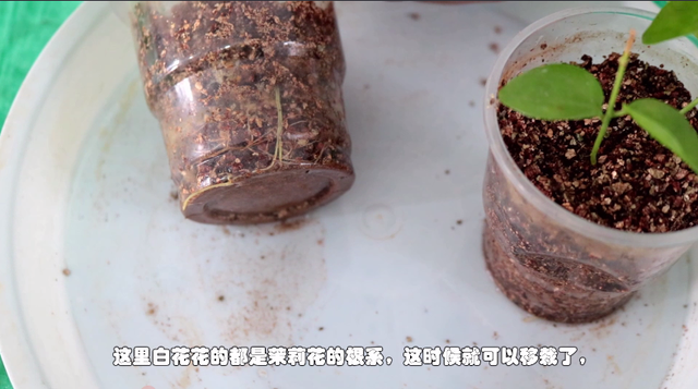 扦插的茉莉花生根了，注意移栽方法，缓苗快成活率高，明年开爆盆