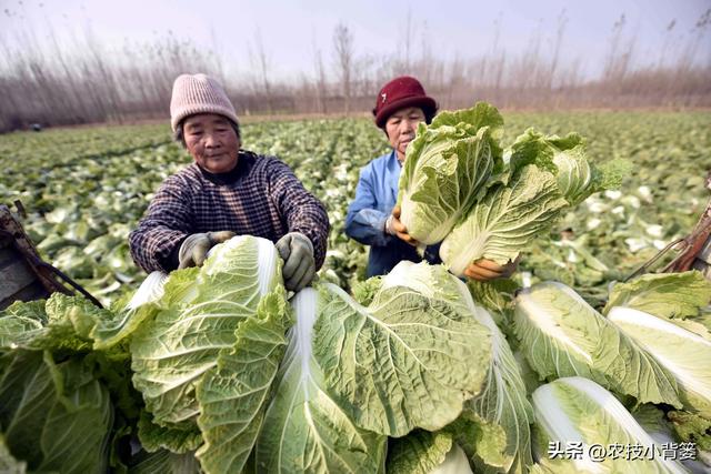 怎样才能种出高产优质的大白菜？掌握这些种植管理技巧