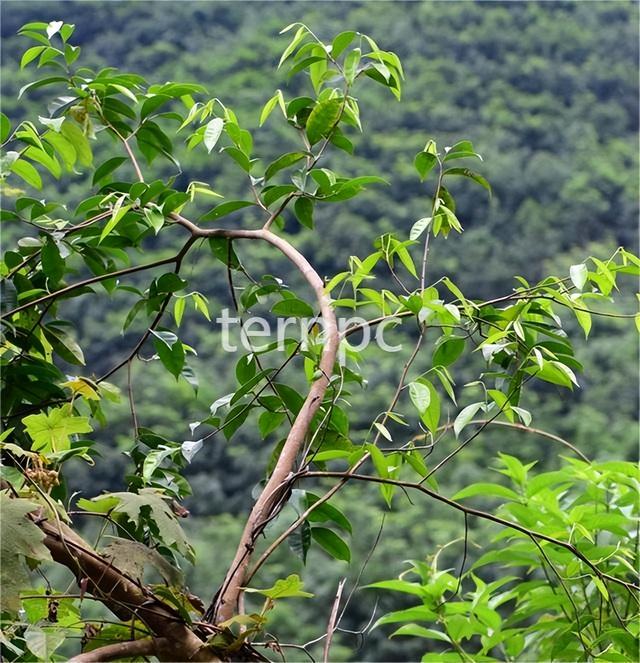 沉香佳品——云南沉香