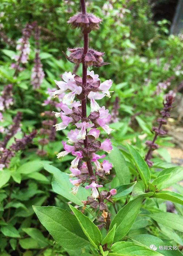 「九层塔」听起来像建筑，其实是种植物！