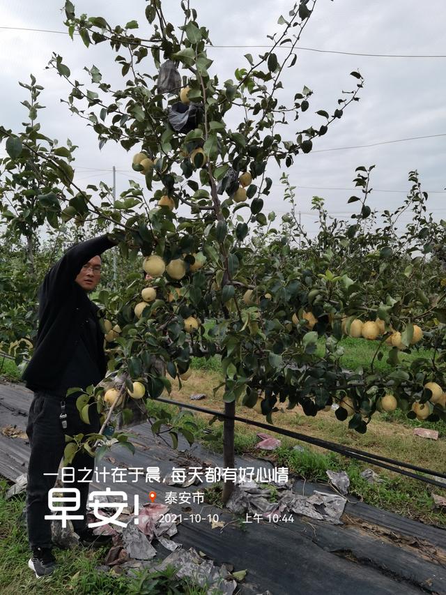 山农酥梨苗栽植园应选择生态条件好、远离污染源、灌溉