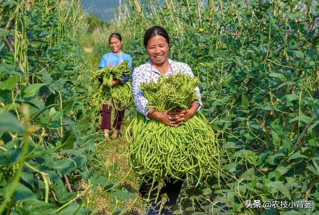 怎样才能种出高产优质的好豆角？记住这4个种植管理技巧