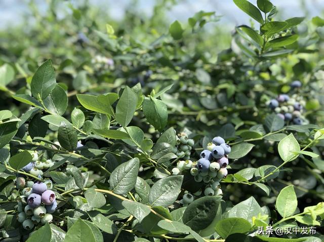 河滩地上绘就“莓”好“蓝”图！洋县这里种植蓝莓带动村民致富