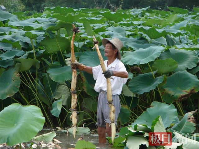 “蔡甸莲藕”获湖北地理标志大赛金奖