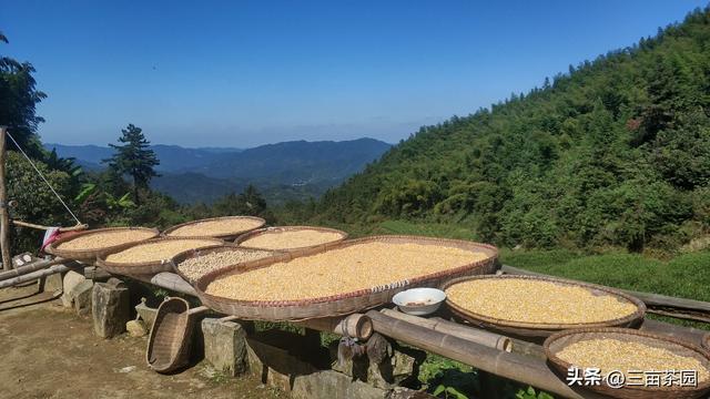 茶叶种植需不需需要施肥，老祖宗总结的这句话就给我们答案了