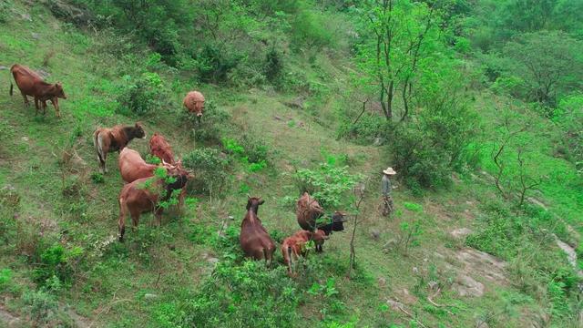 瓜果飘香肉牛壮兴宁区昆仑镇特色种养富乡村