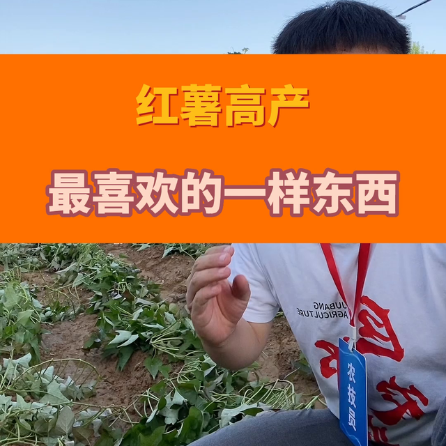 红薯高产，最喜欢的一样东西，亩产过万斤#红薯高产种植