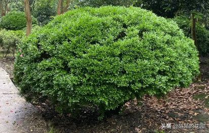 这十几种球状植物漂亮又好养，非常适合花境装扮！