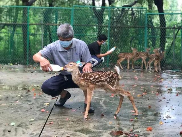 这个松江最大的梅花鹿饲养场，要开发农业旅游项目了，约吗？