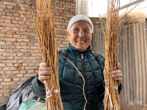 甘肃种植的中药材(甘肃岷县6万亩中药材种子种苗喜获丰收)