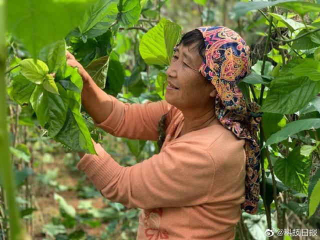 大山深处 一个“桑蚕小镇”是如何破茧而出的？