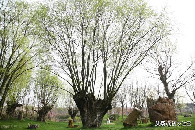 白居易种花诗：无论海角与天涯，大抵心安即是家，种杏栽桃拟待花