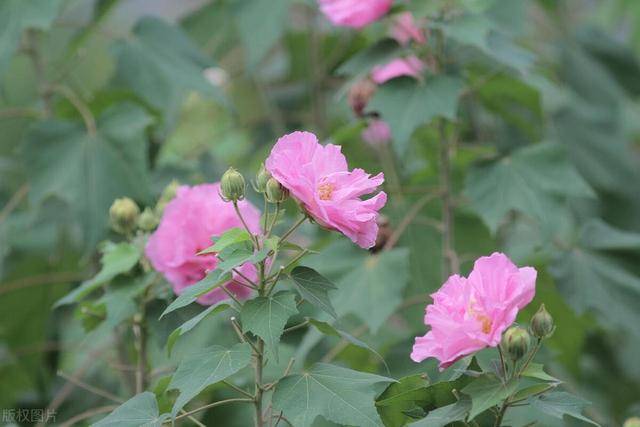 木槿花夏天热不死开最旺，花朵摘下来可以油炸、熬汤、美味极啦