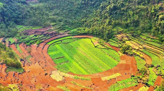 广西河池宜州区：瑶乡牧草变“金草”