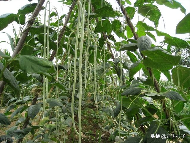 都说种植豆角难，掌握这5个方法，豆角长得快结荚多