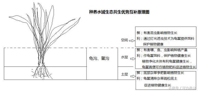 种植结合养殖龟鳖是我国龟鳖养殖业的发展方向