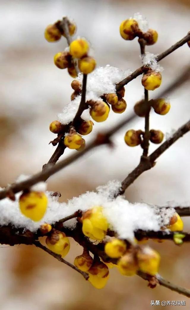 腊月腊梅迎春来，腊梅是不是梅花？有什么特点？露天地栽怎样养护