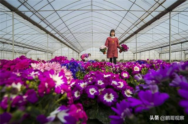 ﻿在花丛中打工 在沙子上种草 海安这个村念起富民强村“三字经”