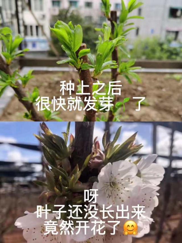 记者帮｜自栽自培轻松实现“车厘子自由”？网传种植经历视频是真是假？结果有点扎心