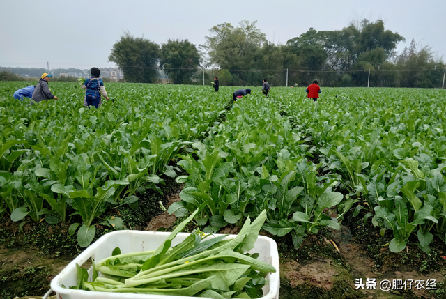 蔬菜如何种植才能高产？掌握好这些，你也是种菜高手