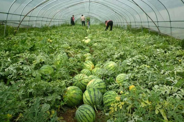 拱圆型塑料大棚，及一年四种四熟栽培模式，不妨参考参考