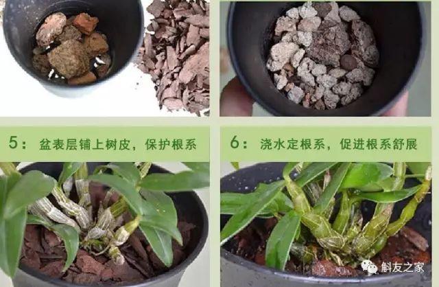 铁皮石斛盆栽种植过程及药用价值