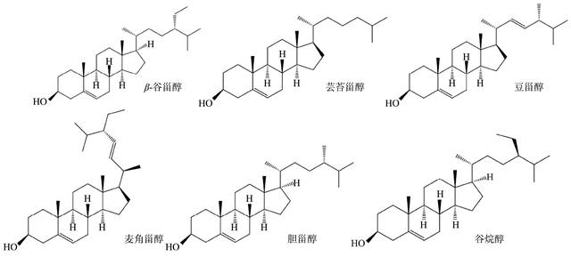 麻竹笋营养成分、风味物质和功能组分的研究进展