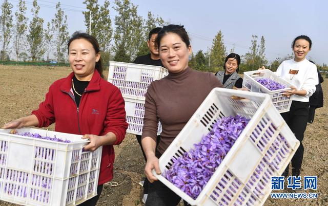 安徽亳州：藏红花开幸福路