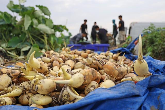 巴河芝麻湖藕：独特美味与营养价值