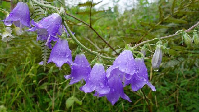 这花要早早种，花量惊人似“风铃”，冬天正好开花，轻轻松松过冬