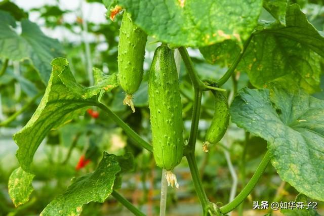 9月种菜：适合南北方9月份种植的蔬菜，长得又快又好