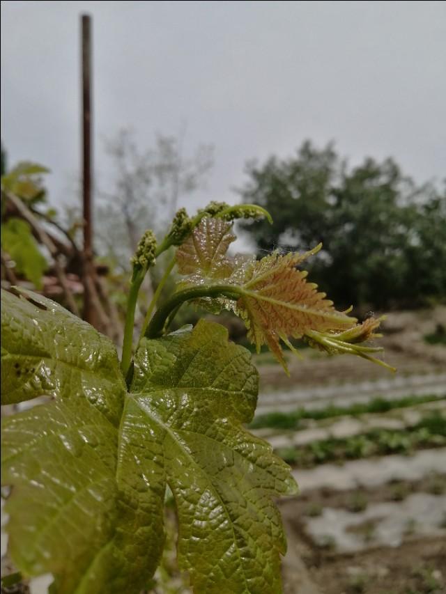 肉苁蓉入门常识，你是否都懂