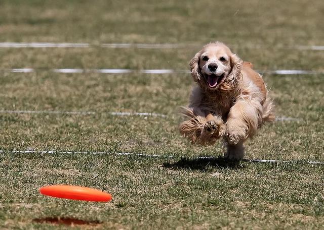 良犬挑选攻略——怎样的狗值得买？看这5点就行！