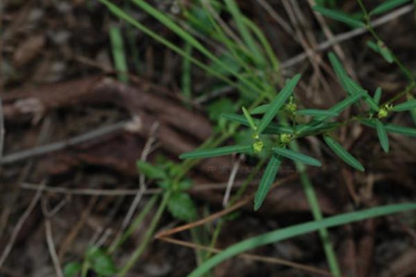 生态三农：独脚金种植技术，3月底至4月初播种