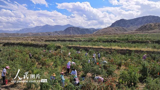 甘肃张掖：红枸杞促农增收