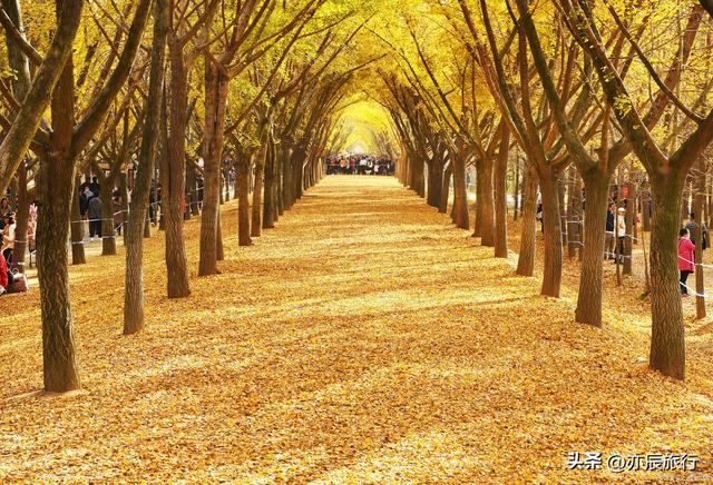 中国最美十大银杏风景观赏地，秋季看银杏叶的地方，你去过几个？