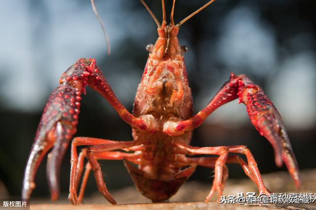 好田出好虾，不是所有稻田都适合养小龙虾，选择的标准你需要知道