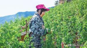 豌豆种植与管理(豌豆应该怎么种？豌豆的种植时间与管理技术，老农技术分享有保障)