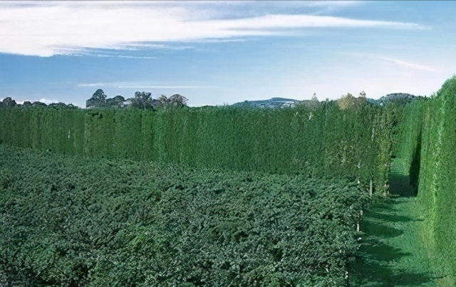 生态果园：不一样的柑橘种植小技巧