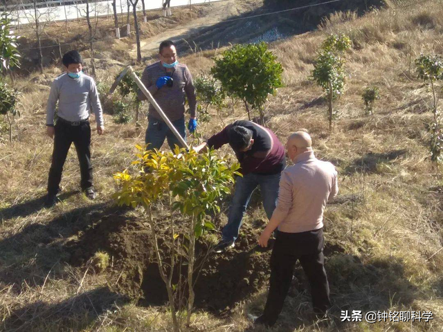 我国野猪局部泛滥，允许猎杀不允许吃肉，野猪肉都去哪儿了？