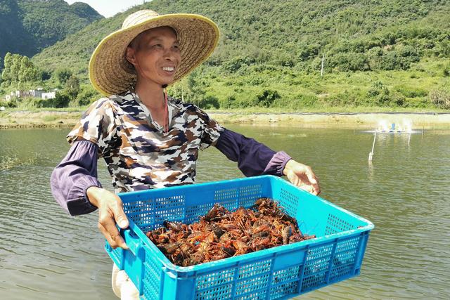 广东清远白花塱：“巨人稻”成熟 稻虾共作“双丰收”