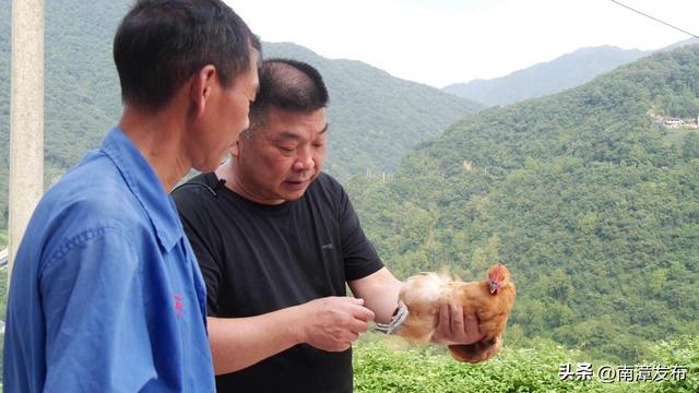 湖北南漳：五官山上的“鸡司令”