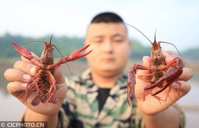 湖南衡阳：“虾、稻”种养助脱贫