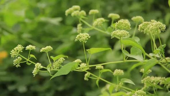 南山区森林防火主题宣传｜“不冒烟的森林火灾”破坏力有多大