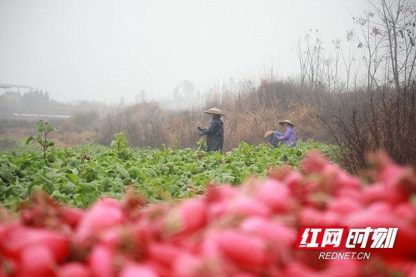 新春走基层丨湖南新田：红皮萝卜种出红火日子