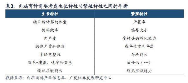 白羽鸡行业报告：全球育种双寡头格局，关注国产种鸡替代进程