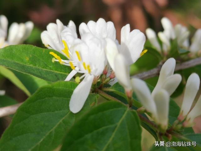 初夏花花世界之白色系的花